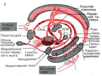 Лимбическая система. Нейробиологический механизм формирования порнозависимости