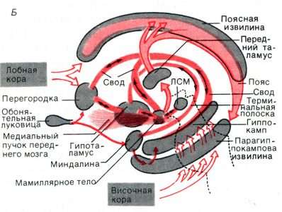 Лимбическая система. Нейробиологический механизм формирования порнозависимости