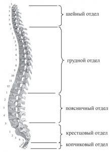 Отделы позвоночника