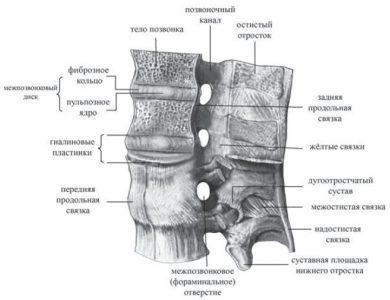 . Соединения позвонков (поясничный отдел, вид слева). Два верхних позвонка сагиттально распилены