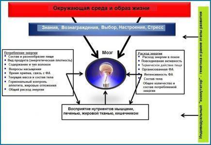Рисунок 2. Основные факторы, влияющие и регулирующие баланс энергии.