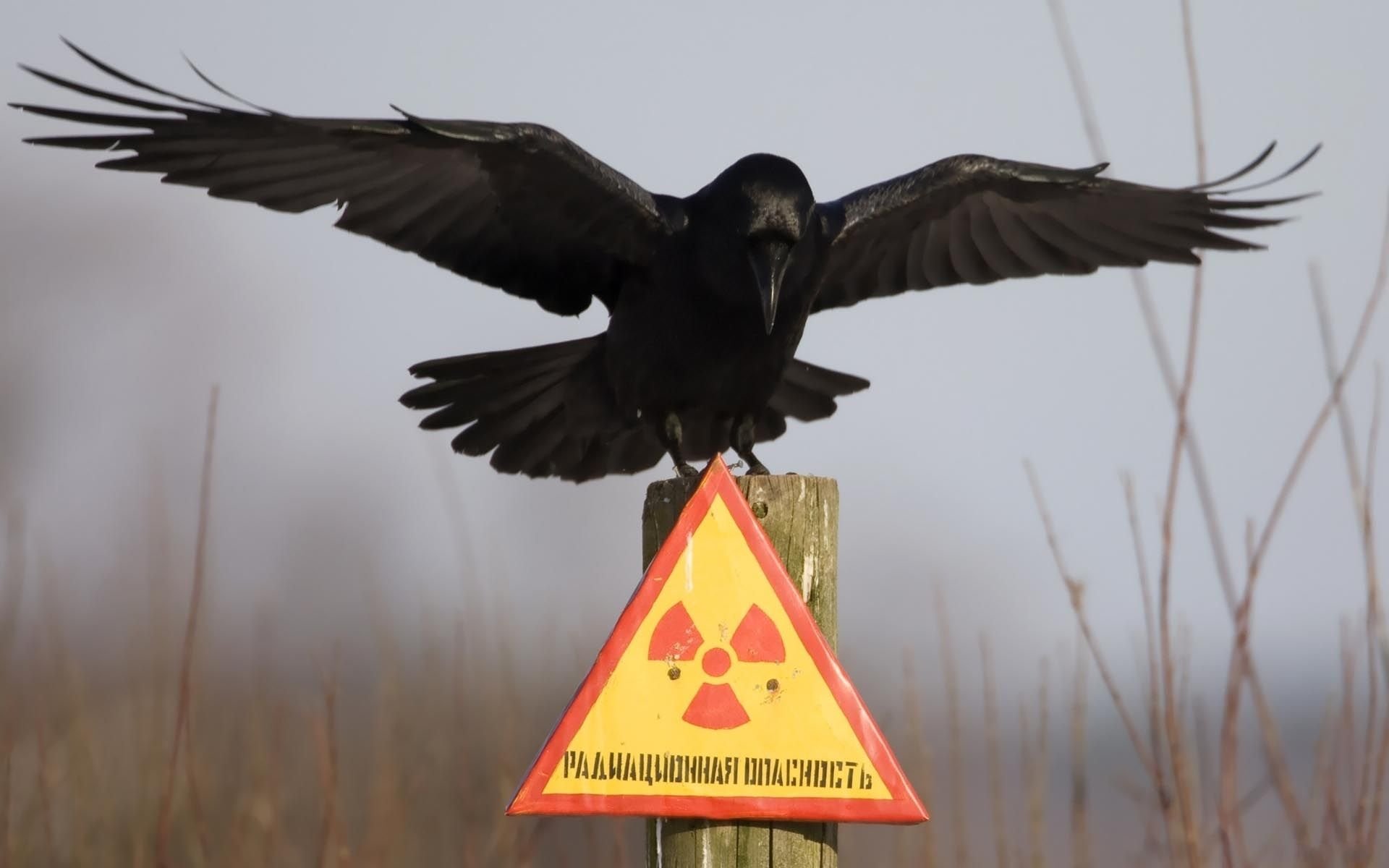 Радиация И Жизнь