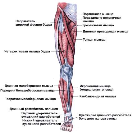 Четырехглавая мышца передней стороны бедра