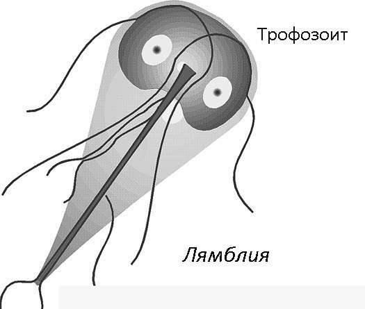 Виды паразитов в организме человека 16 Лямблия