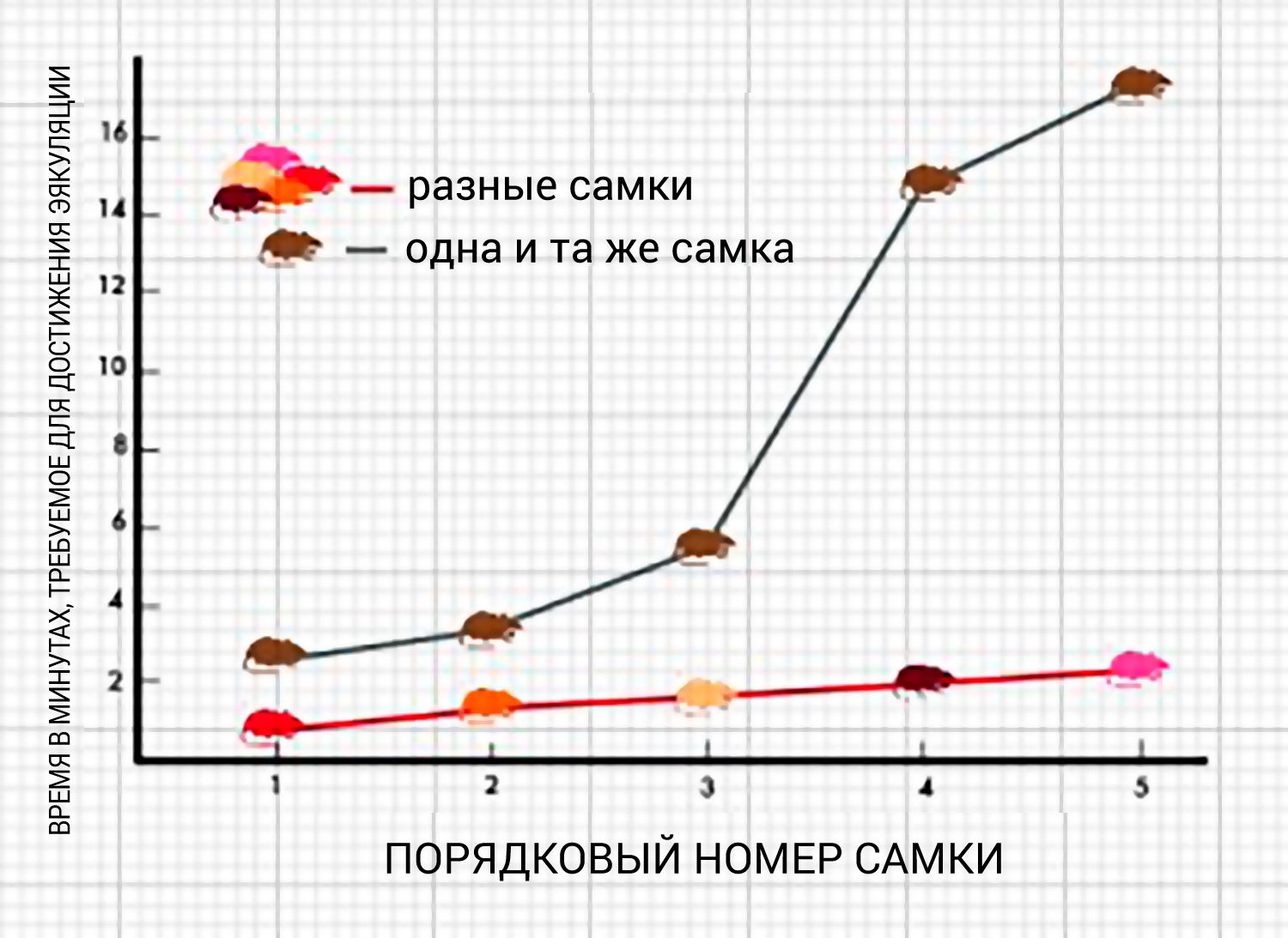 Порнозависимость и эффект Кулиджа 5 pornografick