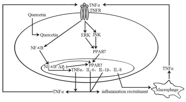 Кверцетин снижает риск вирусных заболеваний 6 Effects Of Quercetin