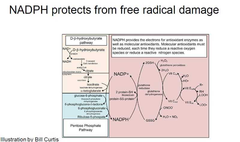 Как избавиться от пандемии COVID-19 за 30 дней 15 nadph protects from free radical damage