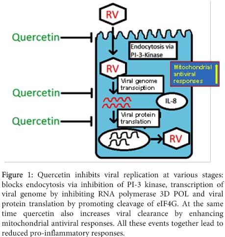Кверцетин снижает риск вирусных заболеваний 8 Quercetin Viral Replication
