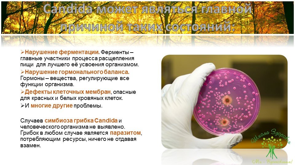 Кандидоз. Краткое руководство по быстрому излечению 65 slajd9