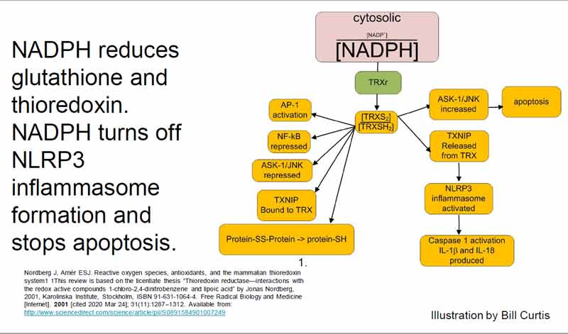 Как избавиться от пандемии COVID-19 за 30 дней 13 thioredoxin reductase